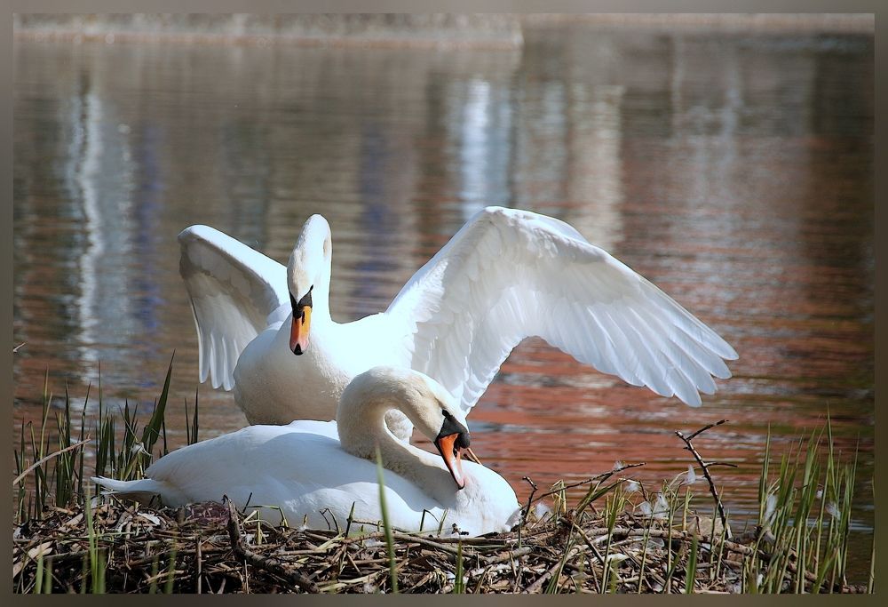 Ухаживание за подругой, высиживающей птенцов.