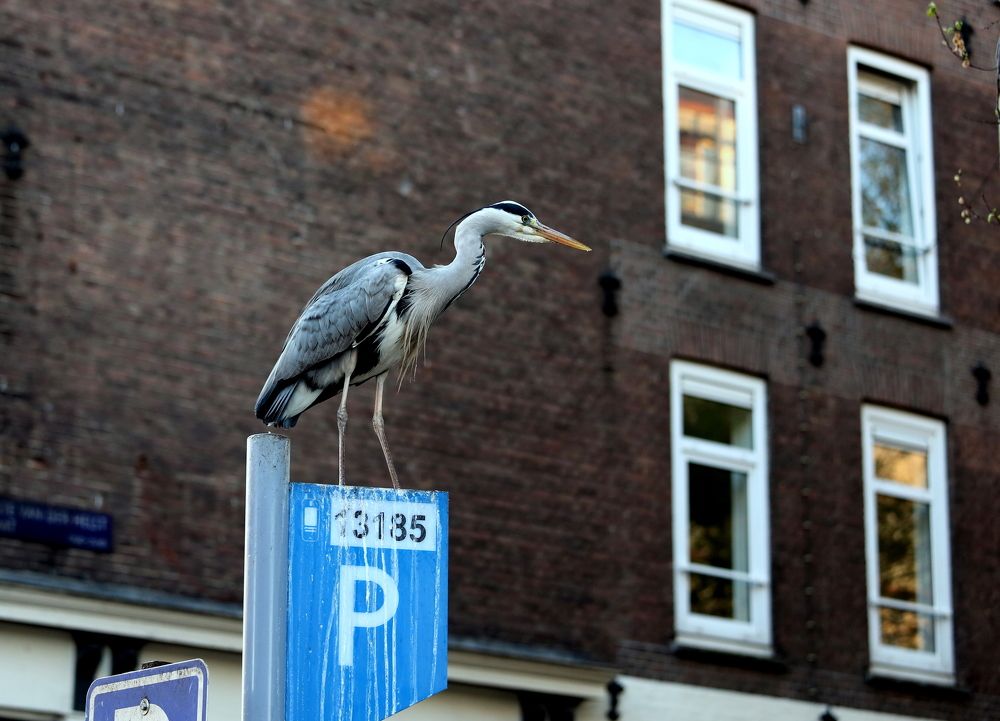 Что б ещё съесть?