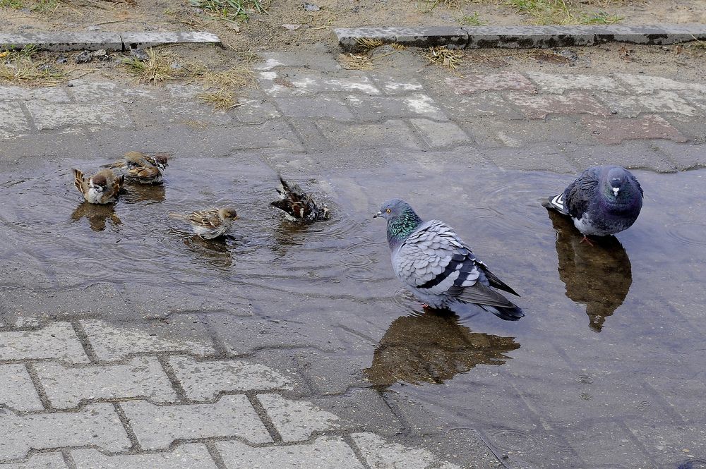 Фотография автора Николай Семенец