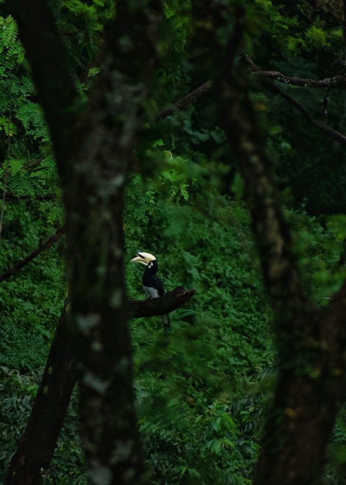 Photograph by Ahana Deb