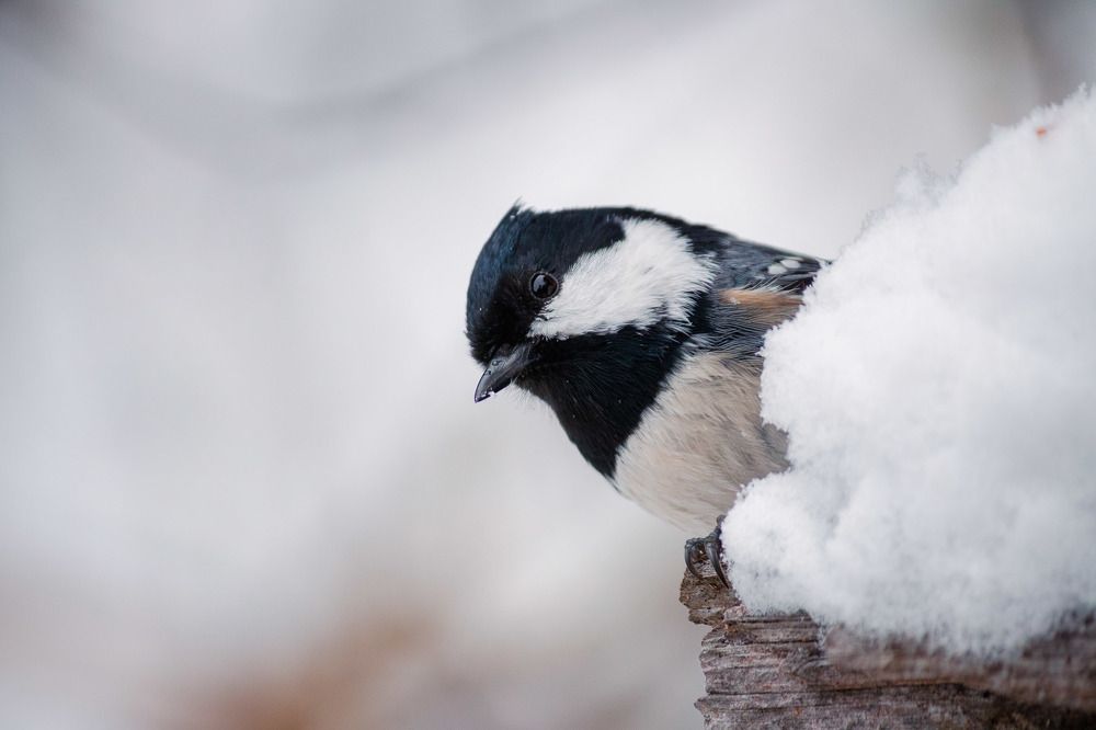 Photograph by Вячеслав Шуплецов