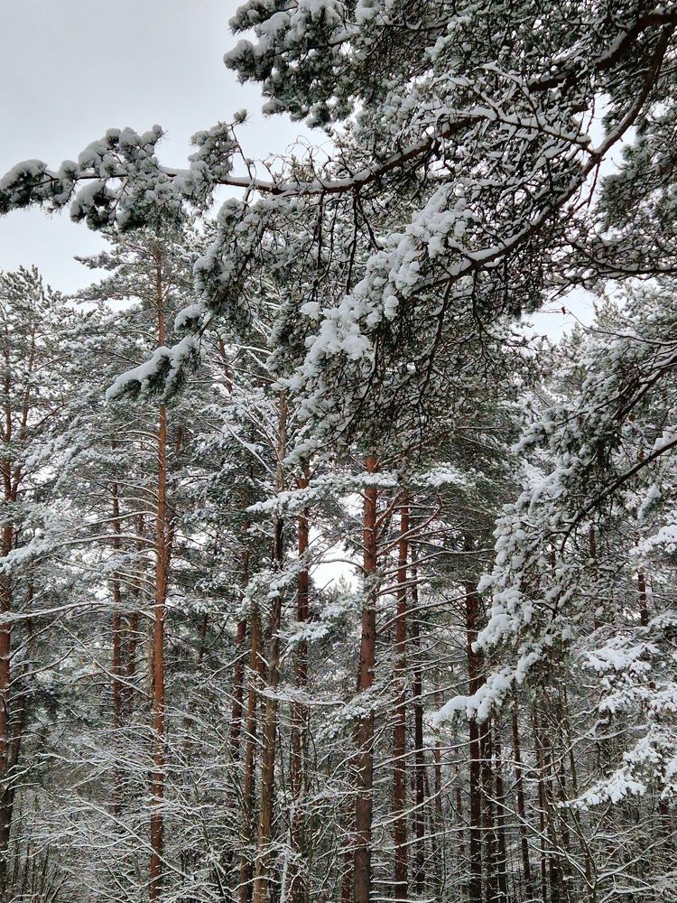 Зимний лес