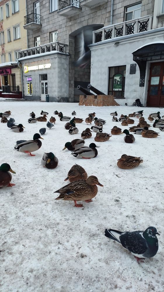 Photograph by Полина Скурская