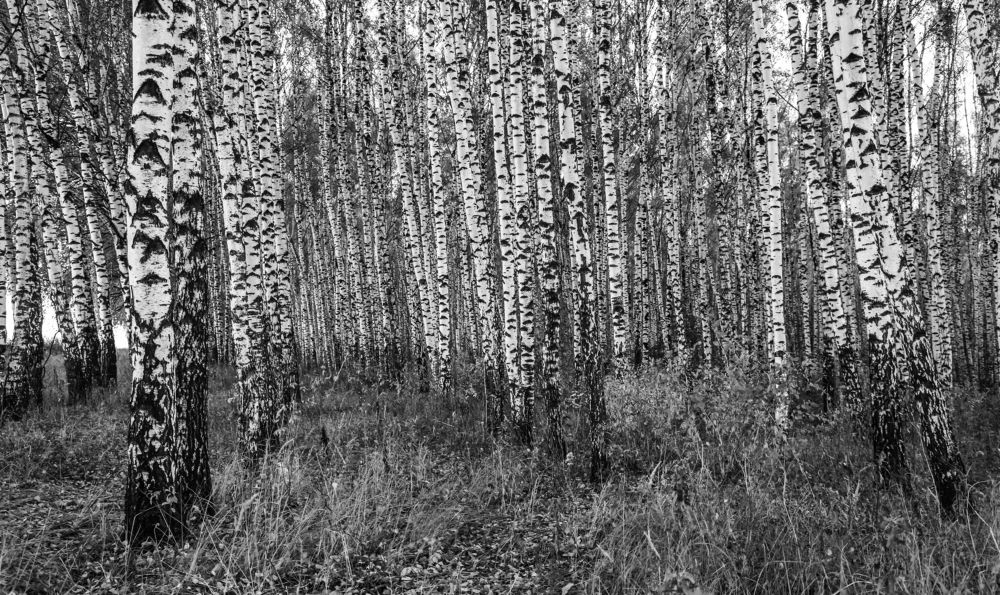 Photograph by Светлана Карнаух