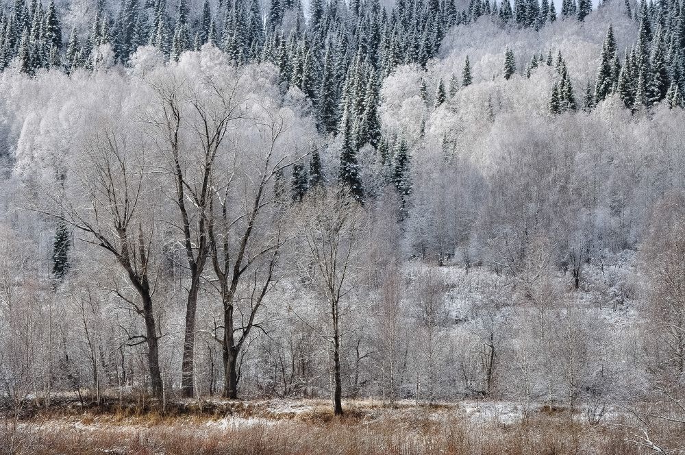 Октябрьский лес