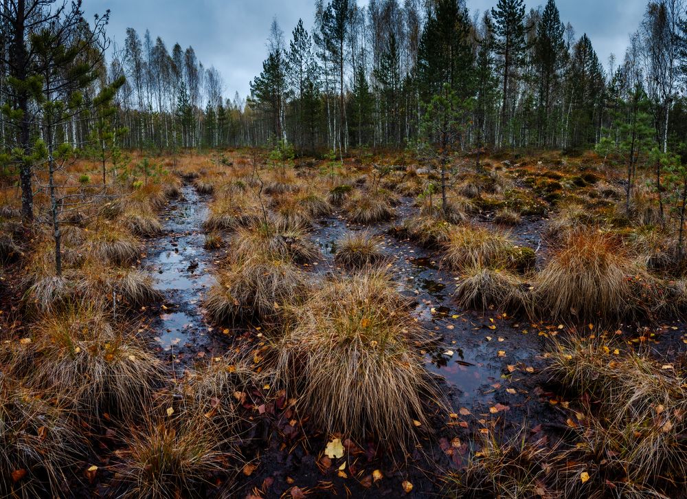 Photograph by Vera Komarova