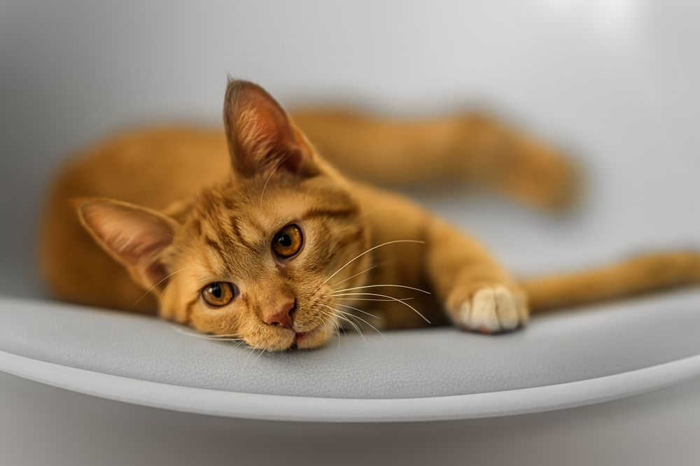 Photograph by Lucie Nermuťová