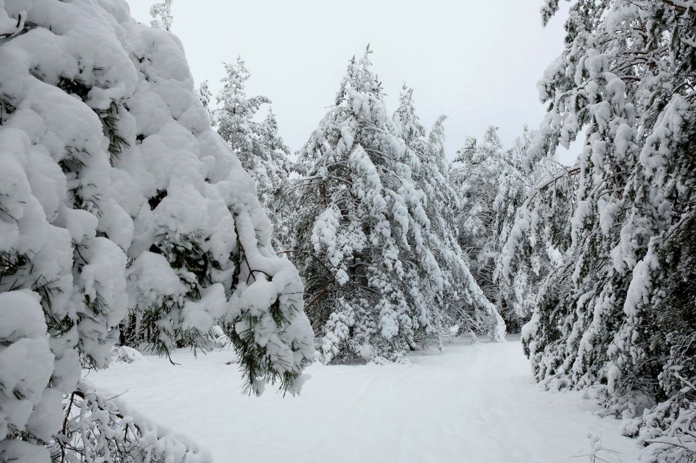 Фотография автора Николай Семенец
