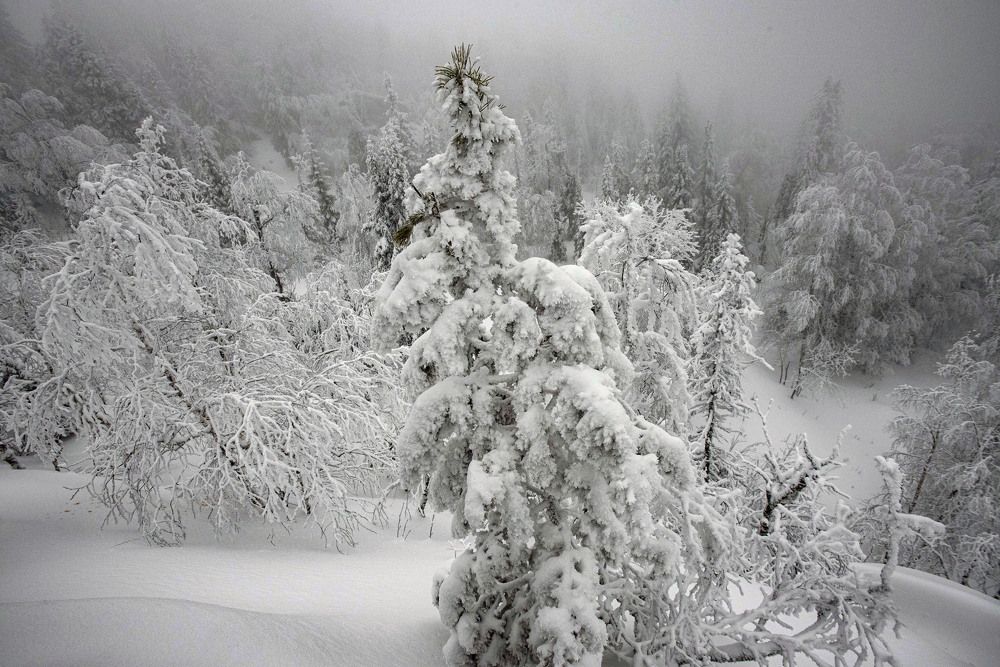 Под тяжестью снега.