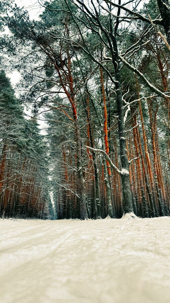 Photograph by Татьяна Санеева