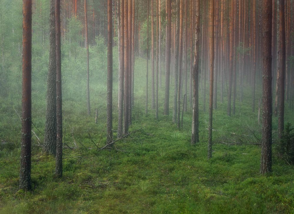 Фотография автора Andrew Kuzmin