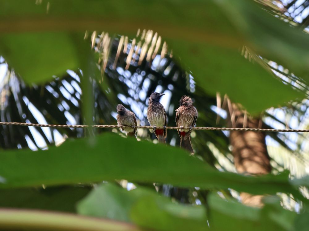 Фотография автора Tanaya Dhuri