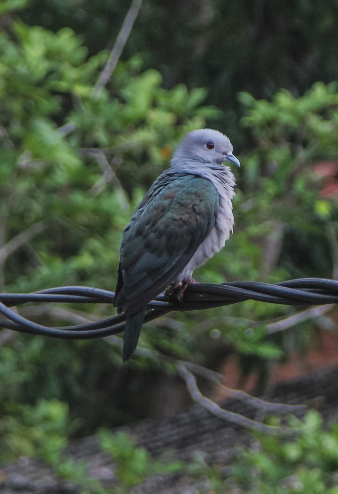 Photograph by Pawan Guruge