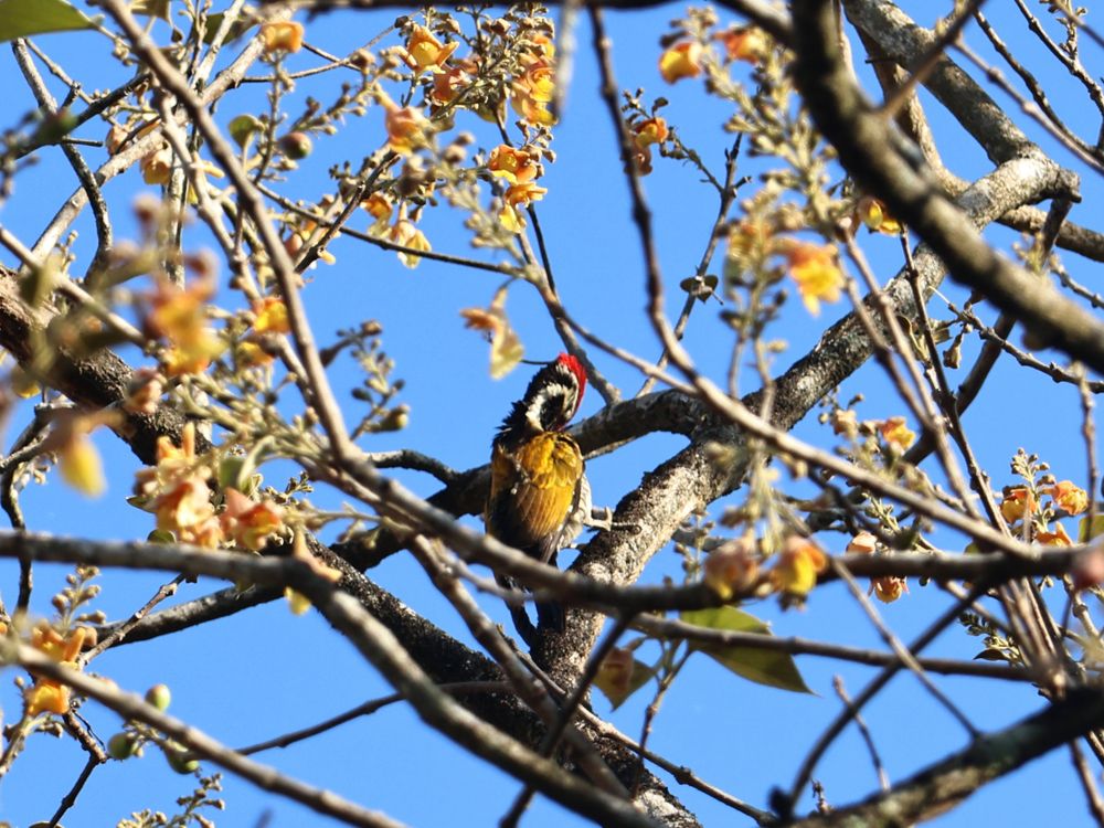 Фотография автора Tanaya Dhuri