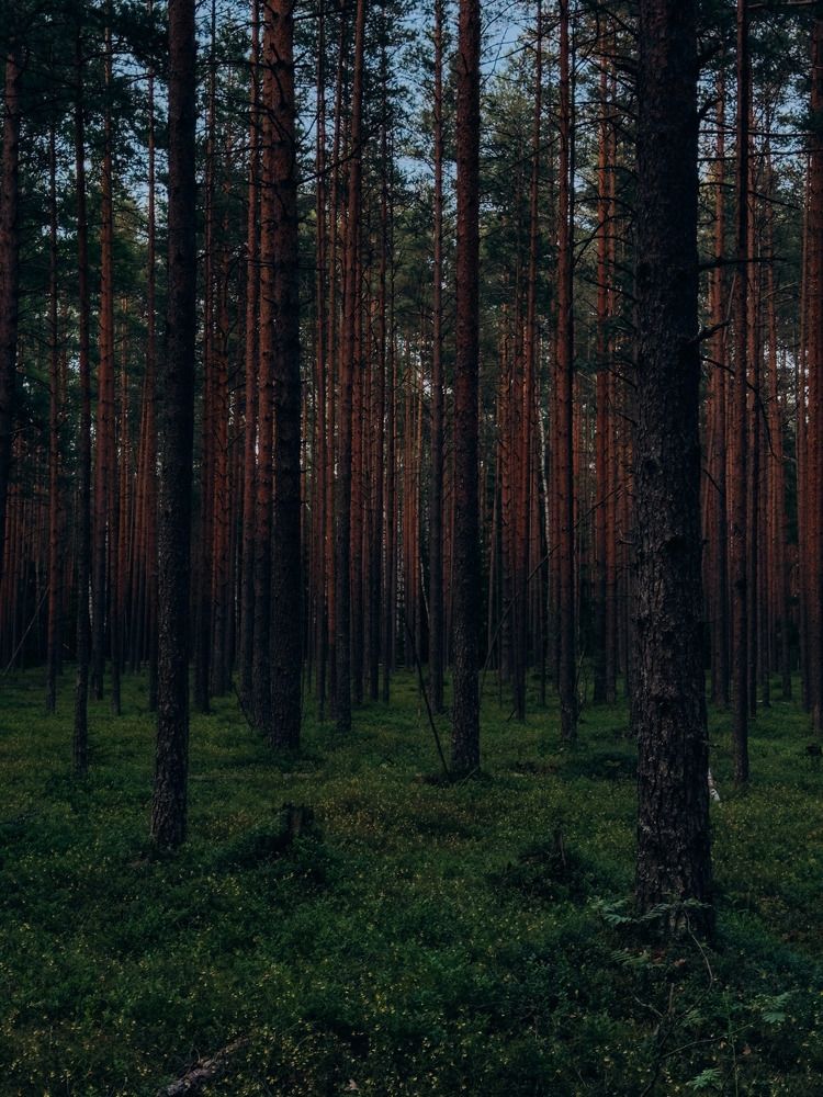 Photograph by Алиса Нежинская