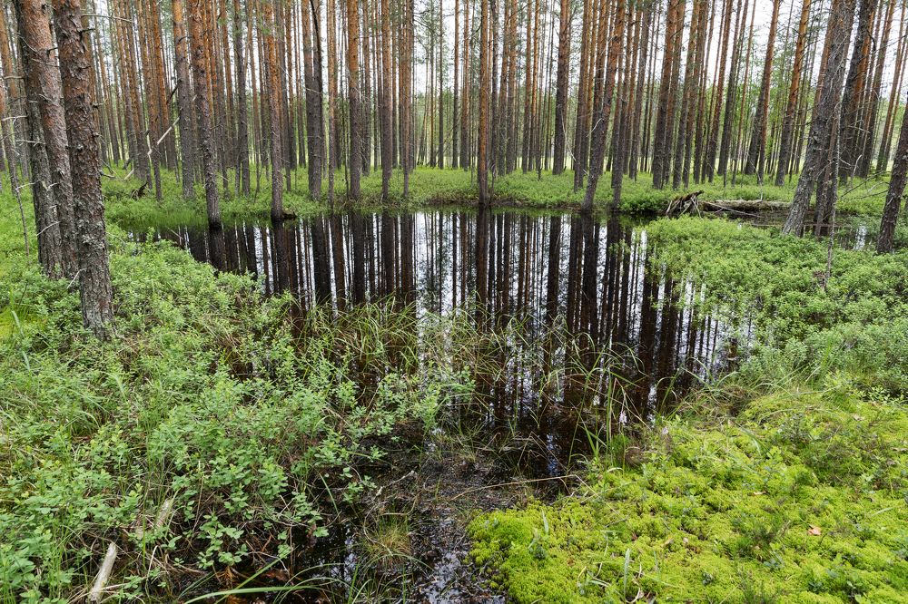 Photograph by Олег Малетин