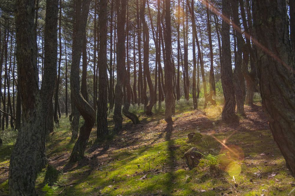 Photograph by Светлана Карнаух