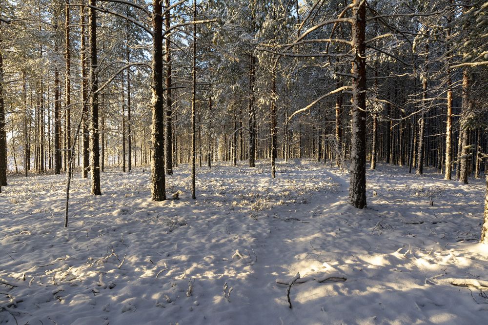 Photograph by Олег Малетин