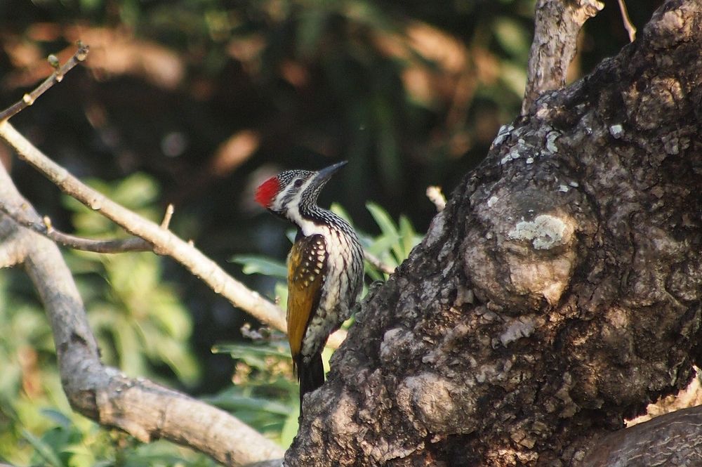 Photograph by Archisman Narayan Lahiri