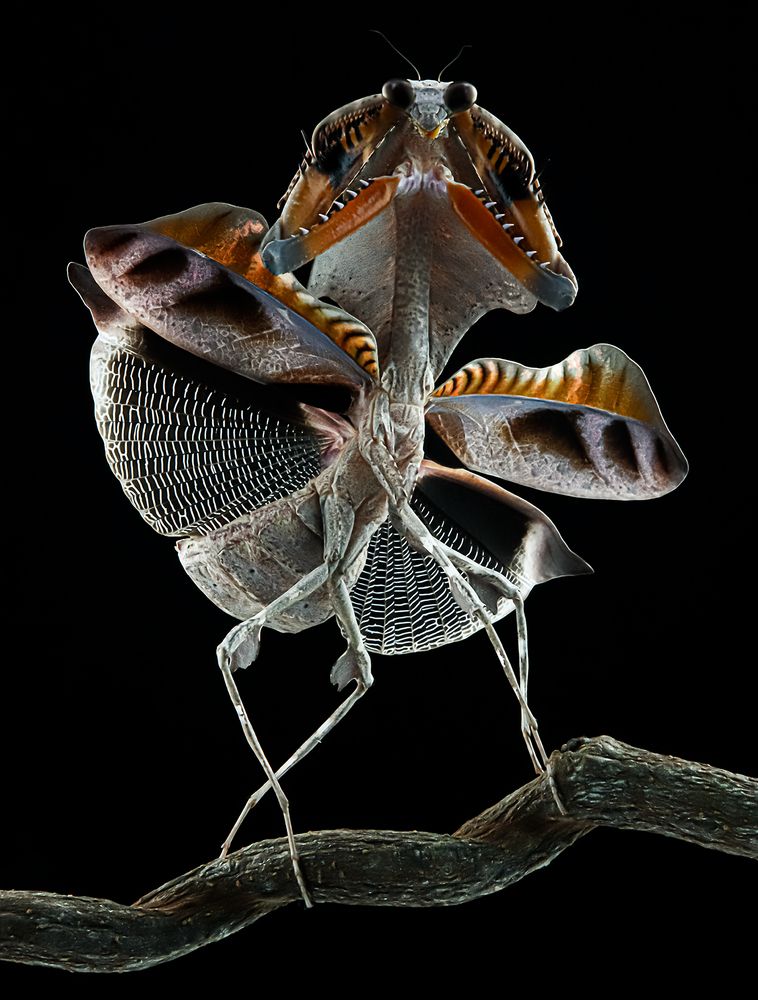 Dead Leaf Mantis - Deroplatys Lobata