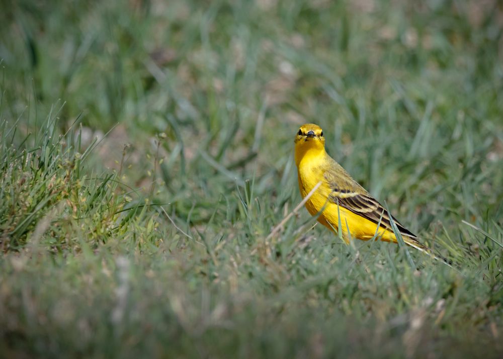 Photograph by Abbas Kalantar