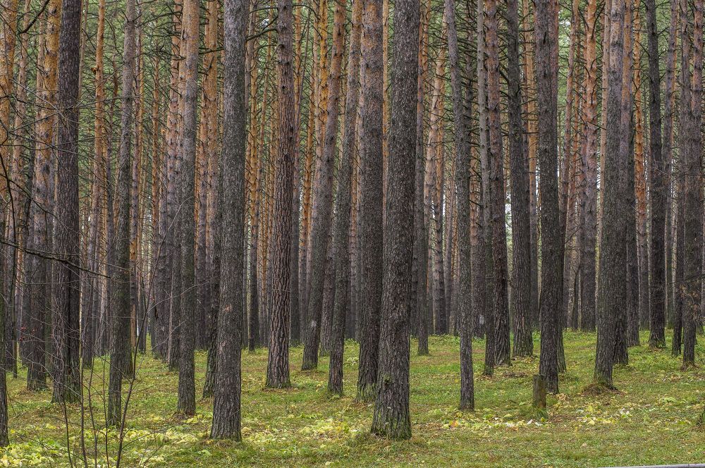 Photograph by Михаил Измайлов