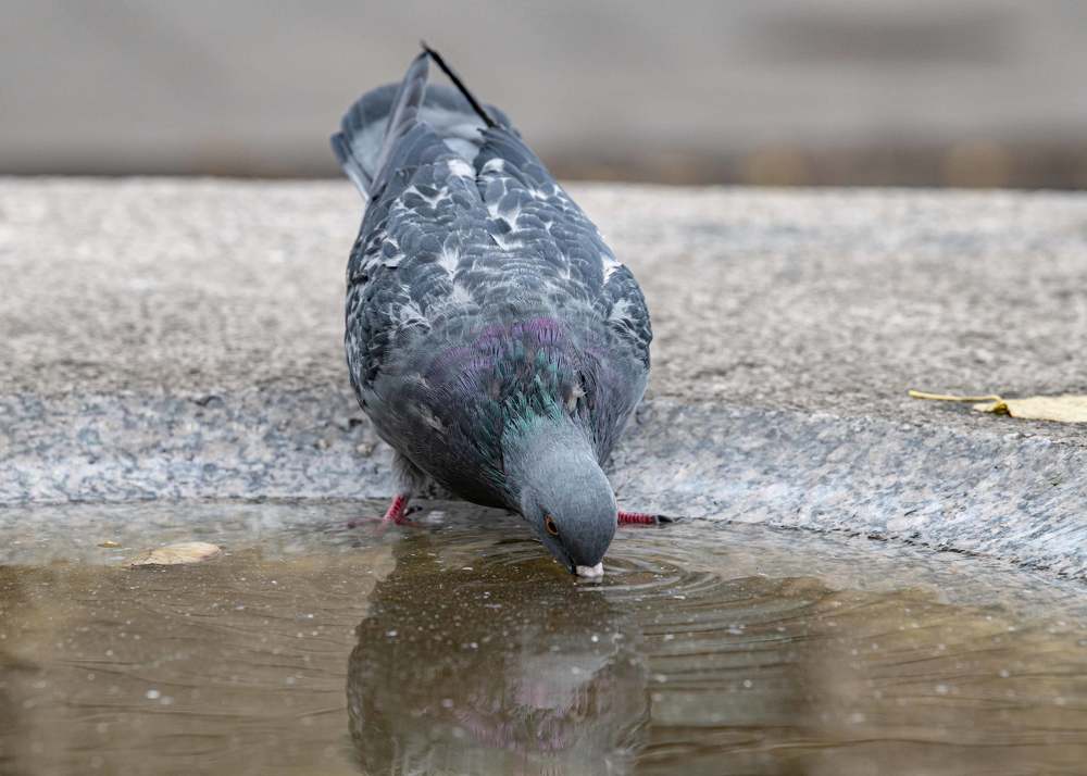 Голубь пьющий воду из фонтана