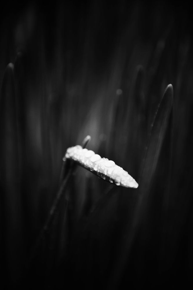 Photograph by Aksana Smagure