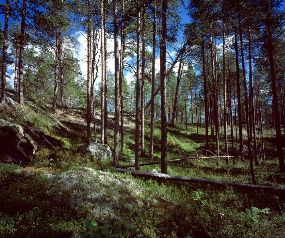 Остров Сидоров