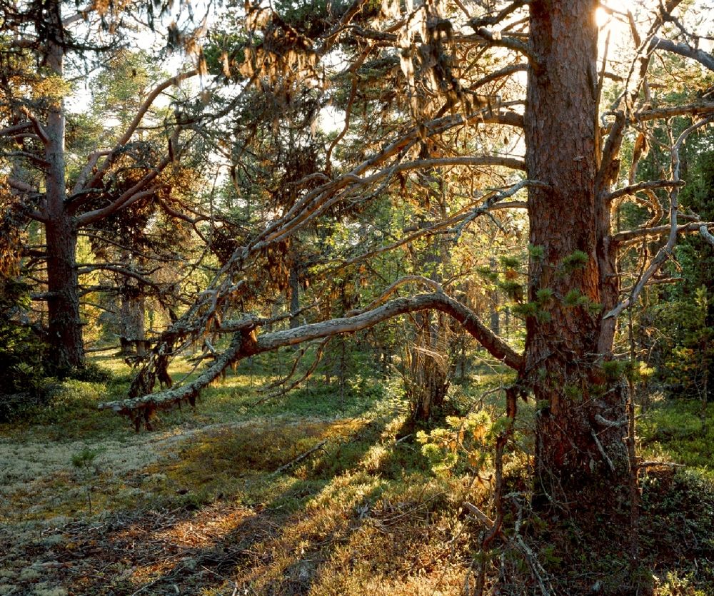 Сказочный лес