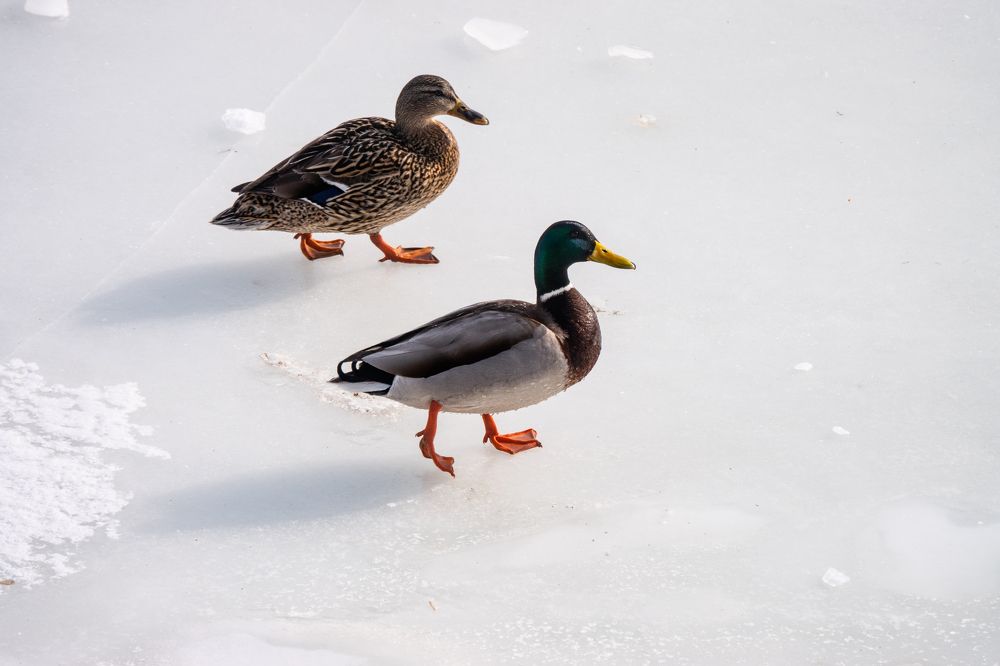 Фотография автора Антон Ульрих