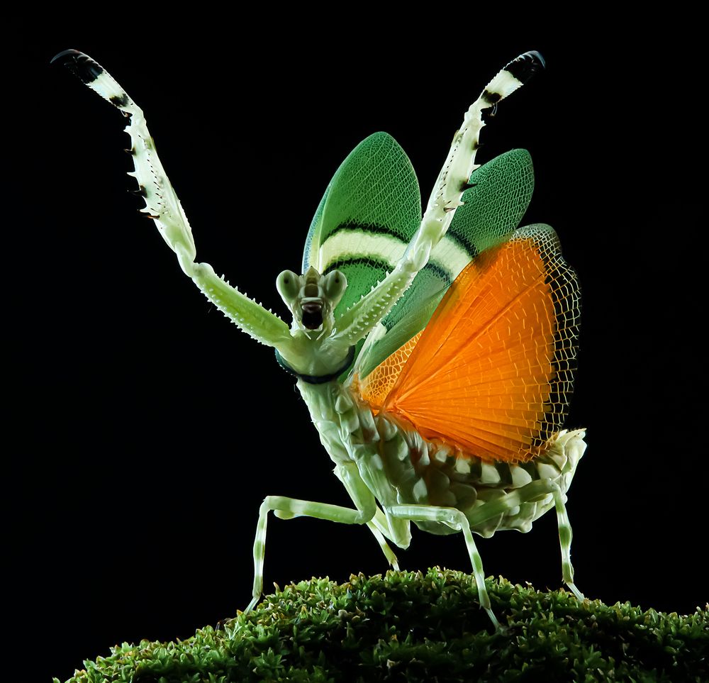 Banded Flower Mantis - Theopropus Elegans