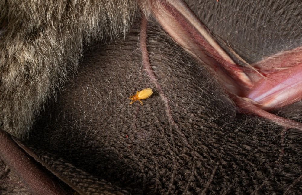 Ectoparasite on bat wing