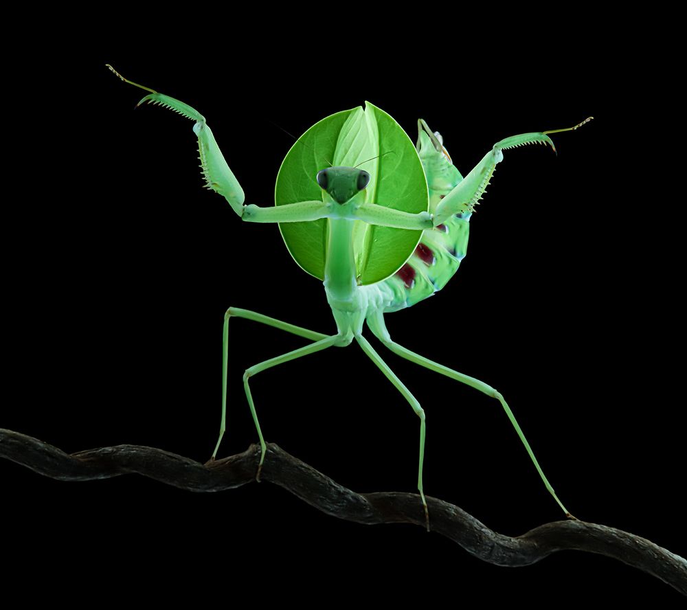 Giant Amazonian Leaf Mantis - Macromantis Hyalina