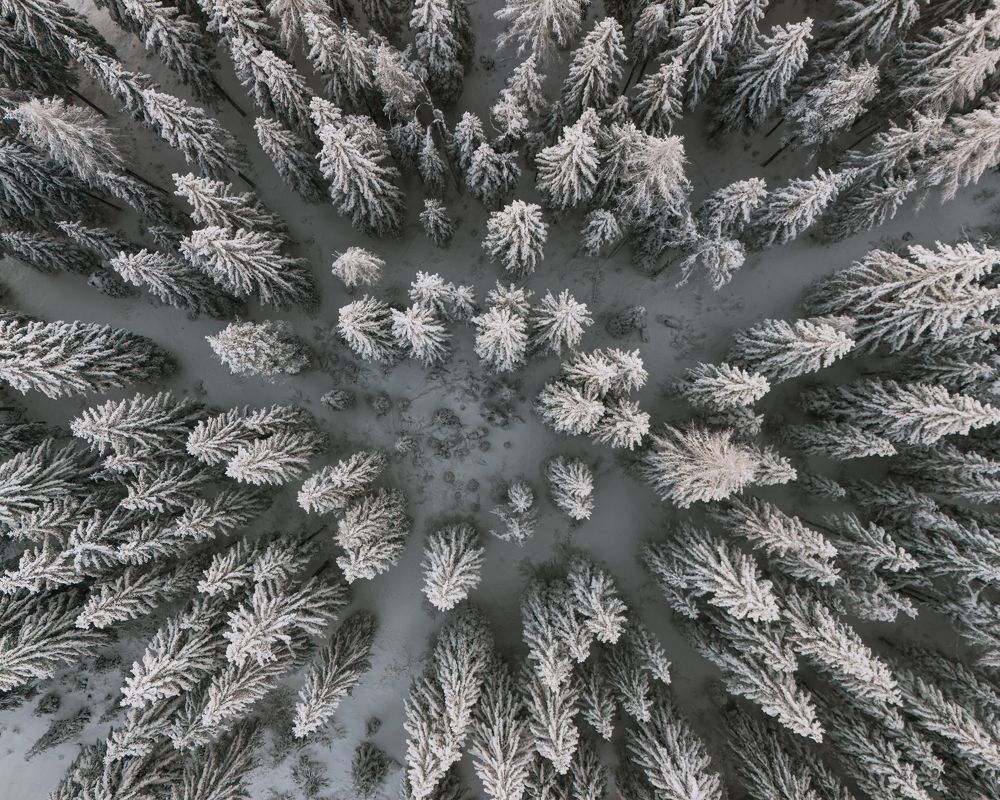Trees from above