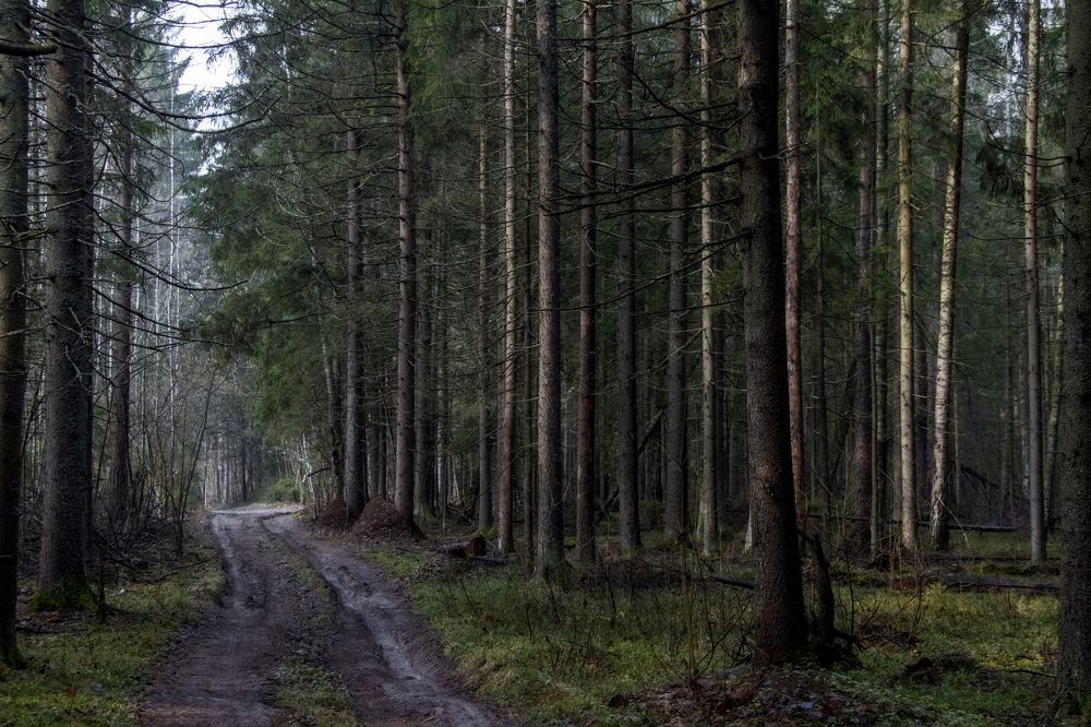 Photograph by Vladlen