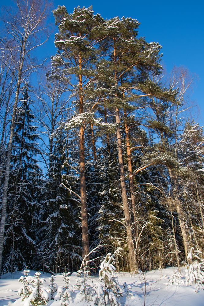 Photograph by Ксения Малютина