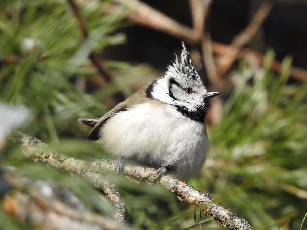 Photograph by Олеся Дейнеко