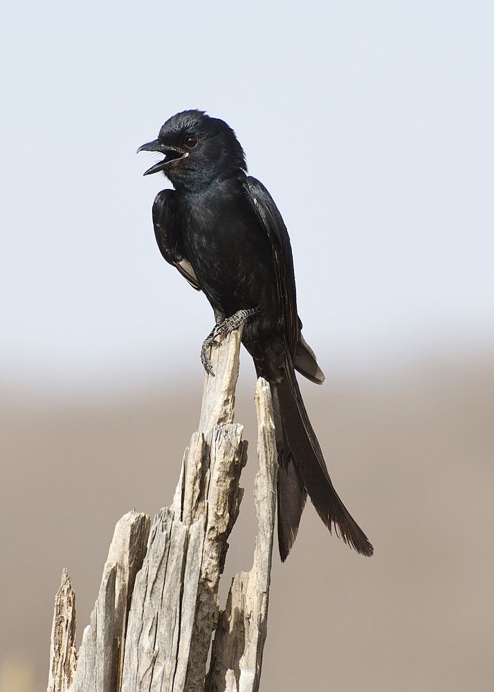 Фотография автора Gaurav Khosla