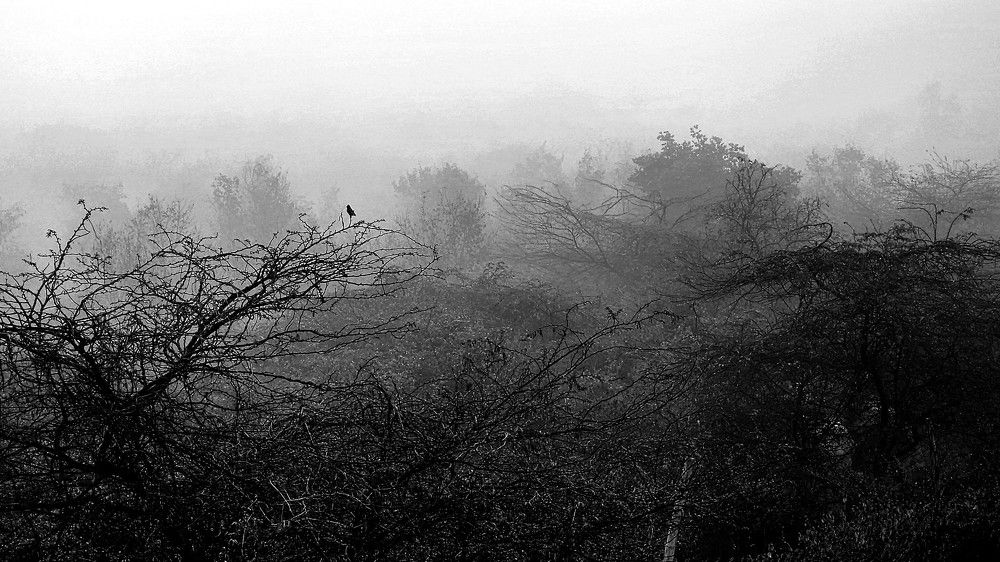 Photograph by G GOVIL