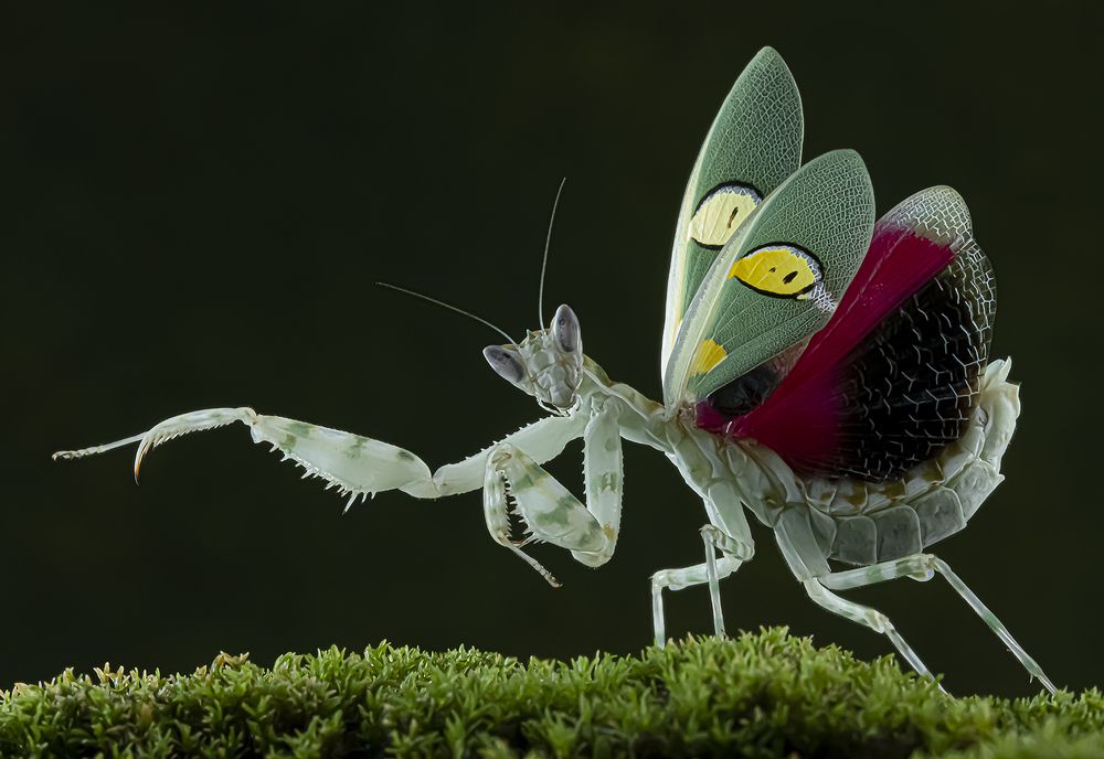 Jeweled Flower Mantis - Creobroter Gemmatus