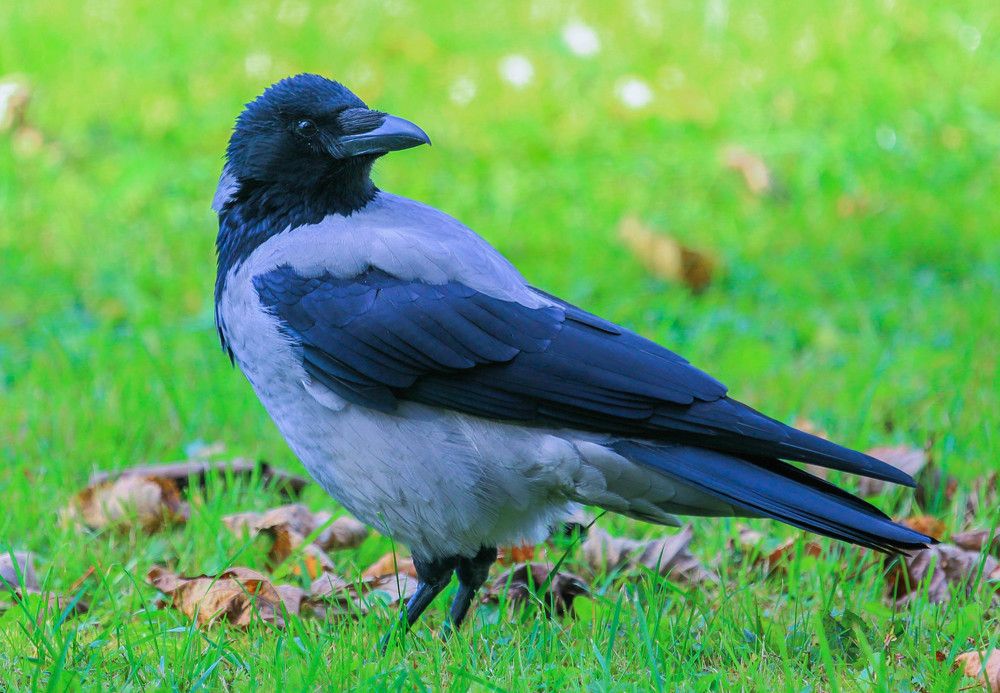 Photograph by Михаил Бояркин