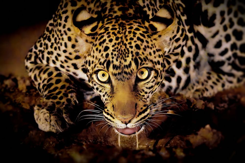 Ночные погляделки