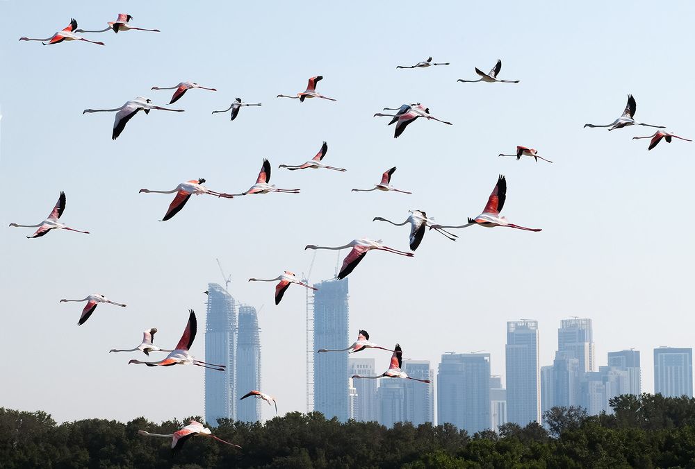 Фламинго над Дубаем