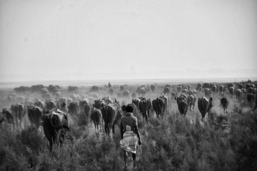 Photograph by MD SALLIM MONDAL RAJON