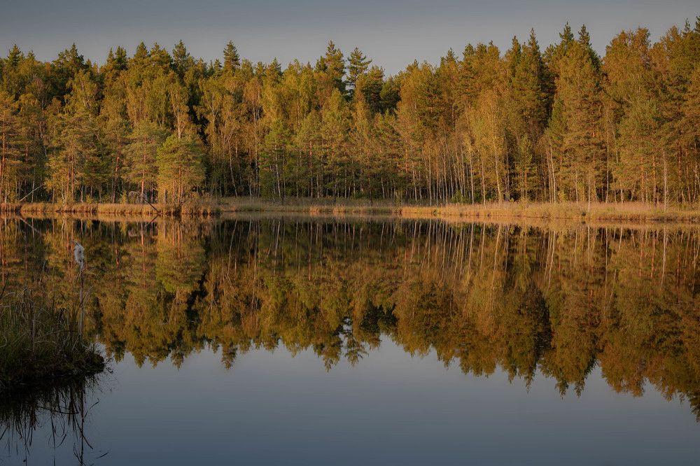 Лес и его отражение
