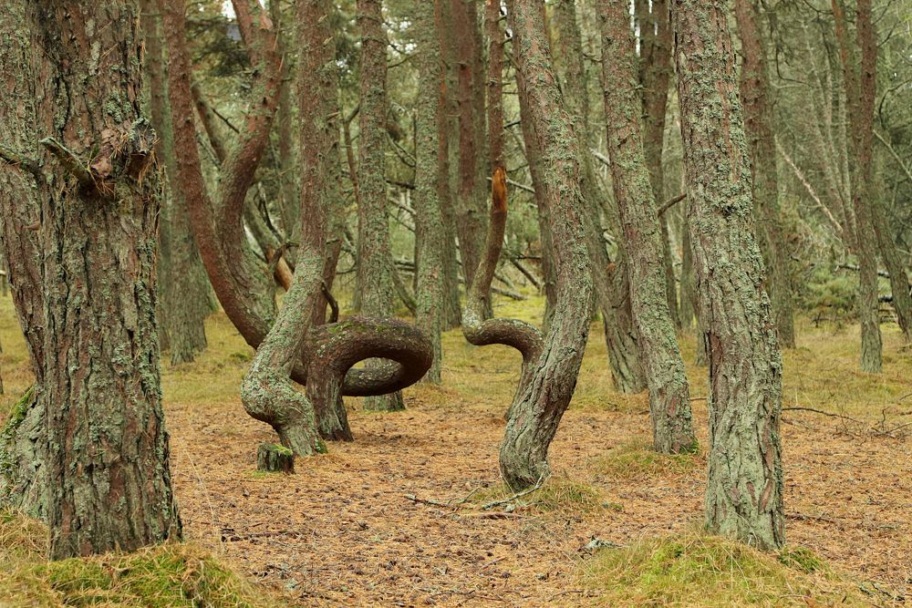 Photograph by Шруб (Беляева) Татьяна