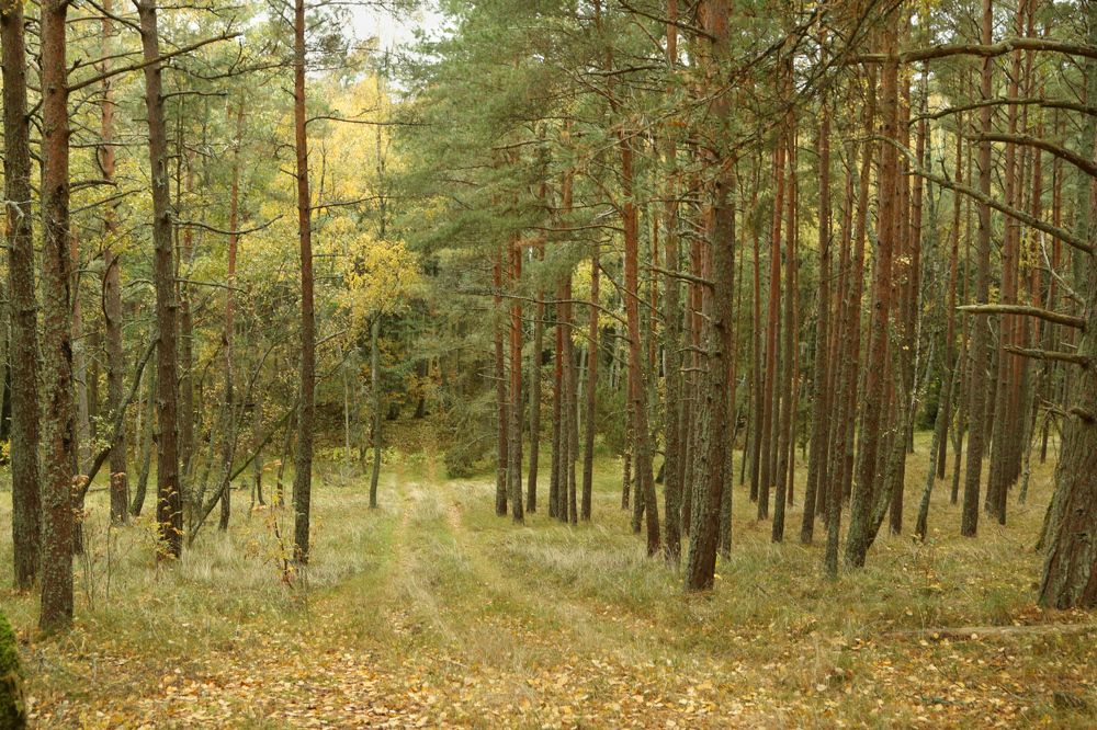 Photograph by Шруб (Беляева) Татьяна