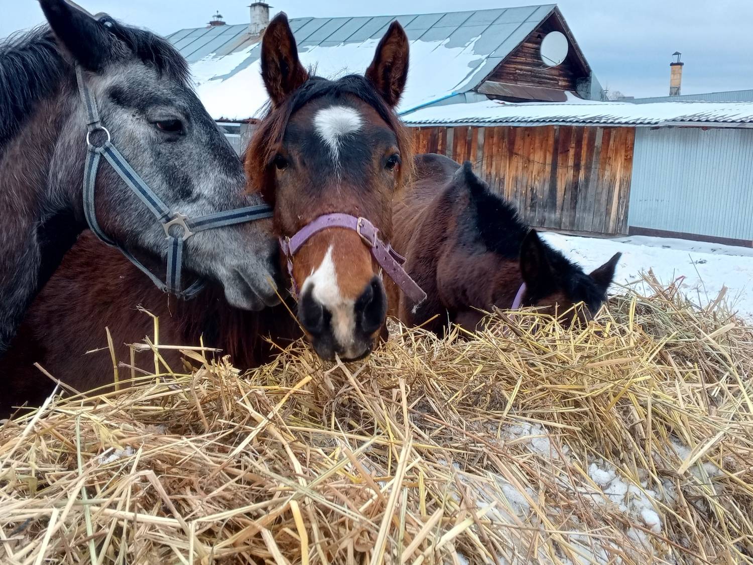 Photo #11787147