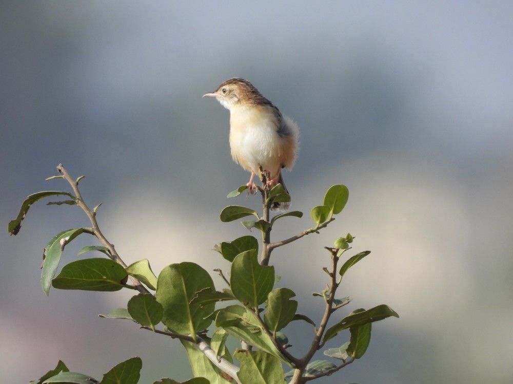 Zitting cisticola bird